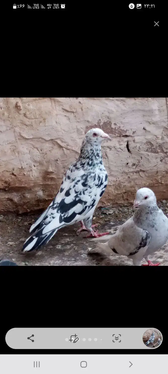 سار|پرنده|نیشابور, مازول|دیوار