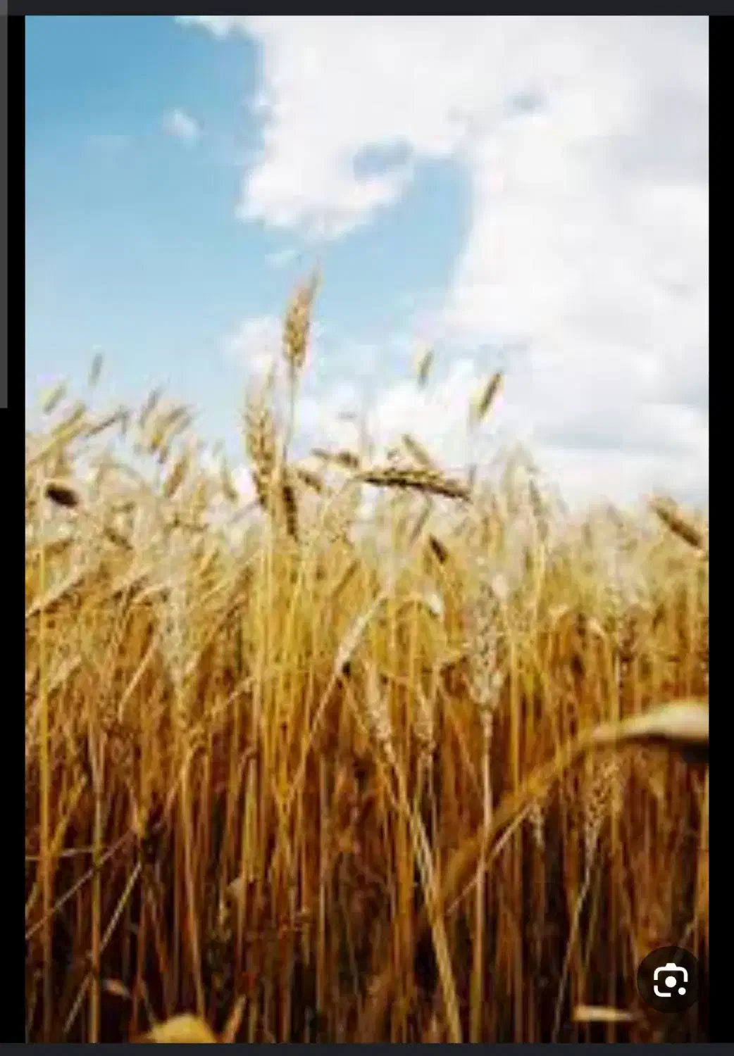 فروش سه دونگ امتیاز مرکز خرید گندم|فروش زمین و ملک کلنگی|رودبار (کرمان), |دیوار