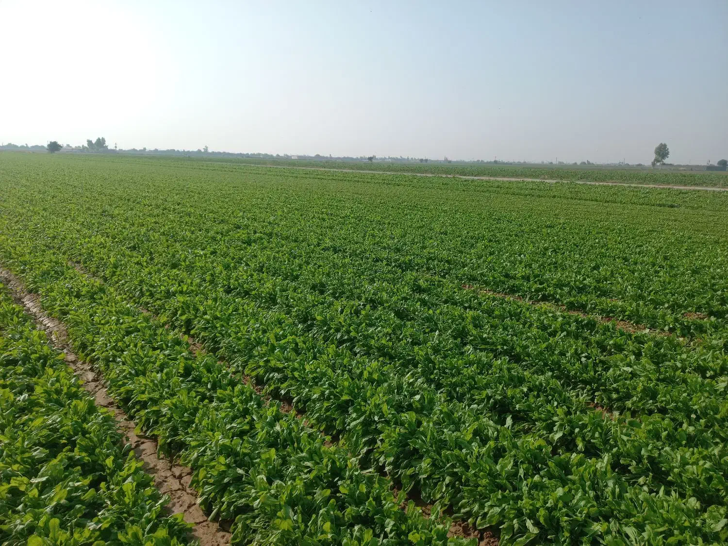 چاله وترب|خدمات باغبانی و درختکاری|اندیمشک, |دیوار