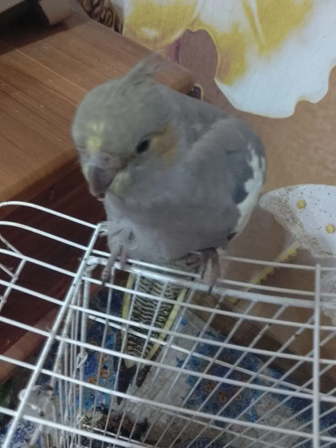 عروس هلندی با قفس|پرنده|ضیابر, |دیوار