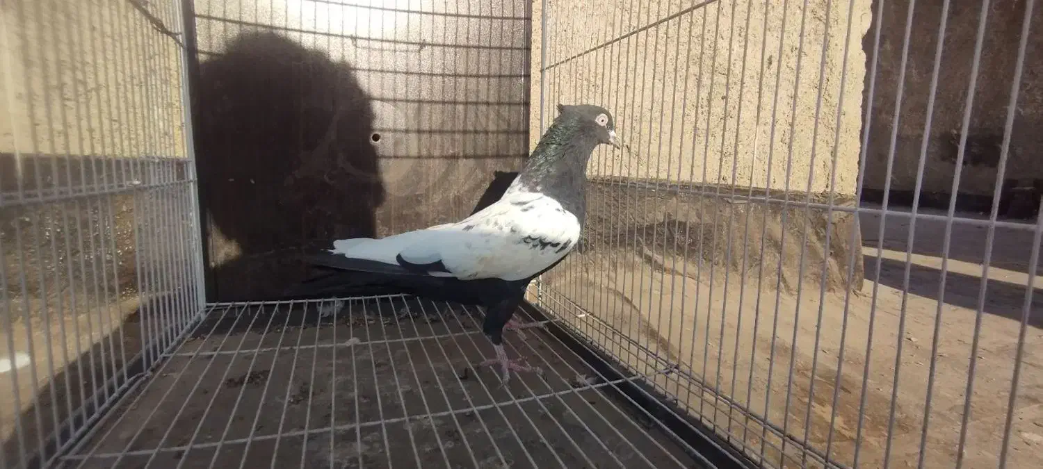 ۲تا سینه نر جفت زرد نرو ماده 1سارنر مشکی ماده|پرنده|مشهد, کارمندان دوم|دیوار