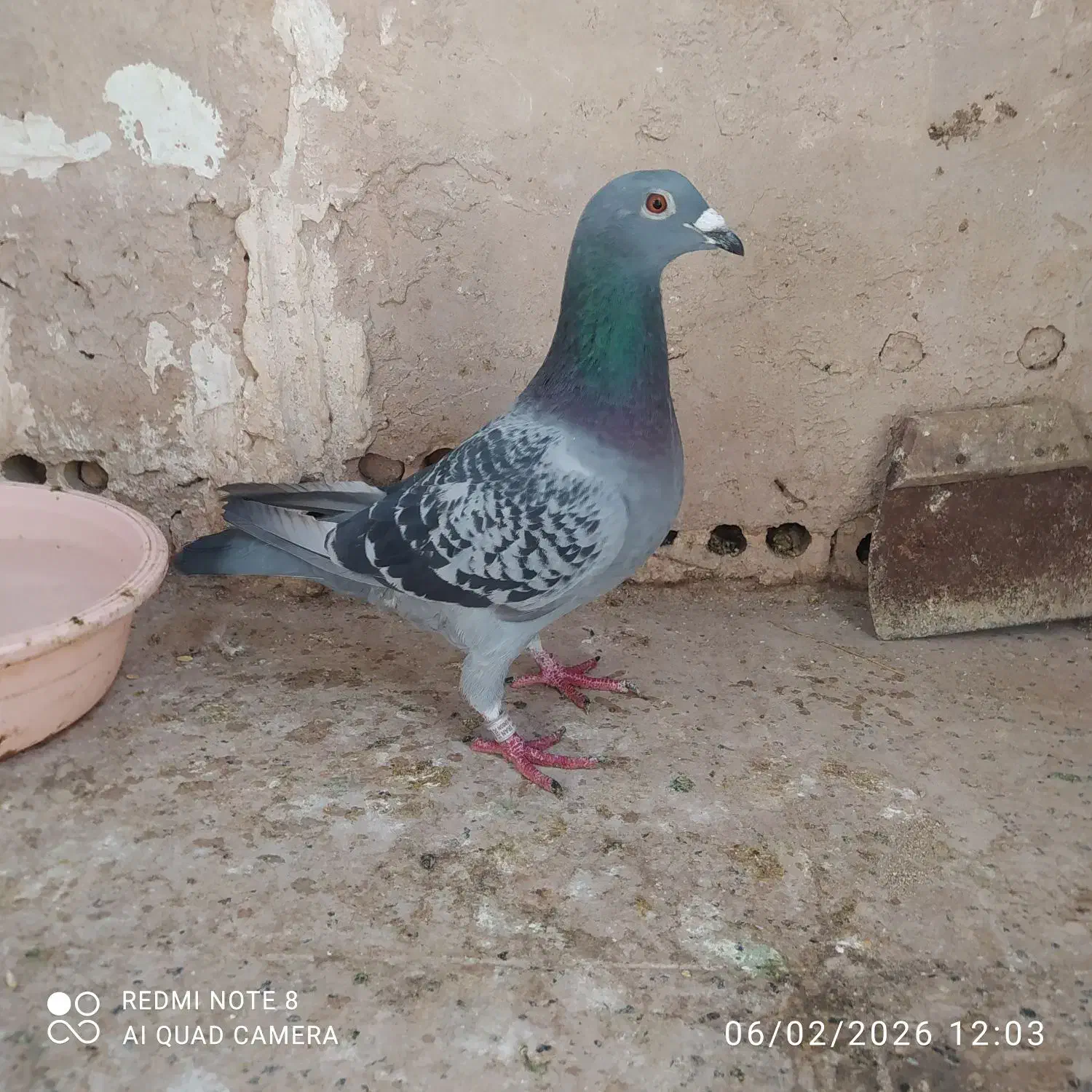 جوستونی نر|پرنده|مشهد, مصلی (کارمندان اول)|دیوار