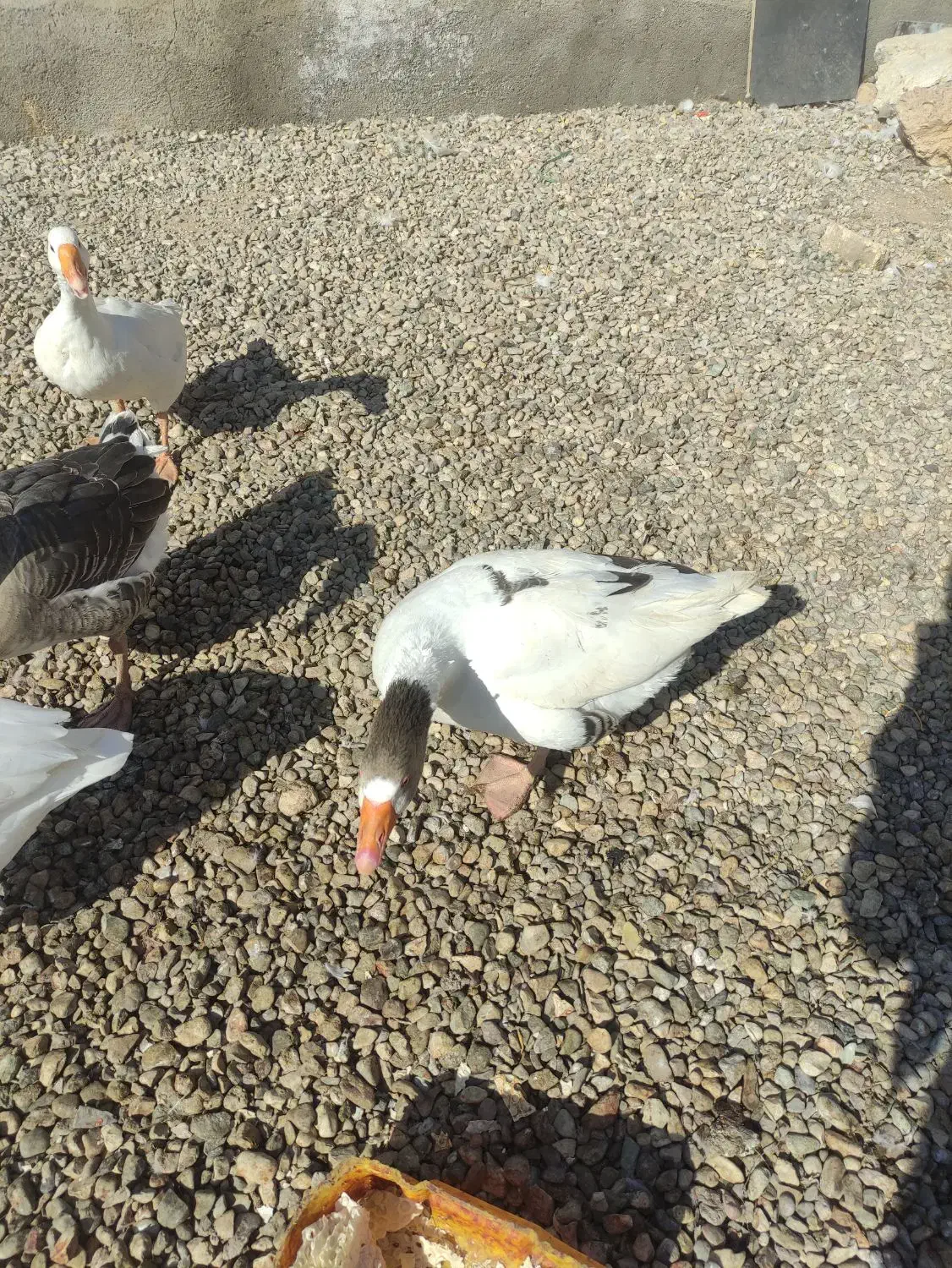 قوغاز و غاز محلی|حیوانات مزرعه|خرمدشت, |دیوار