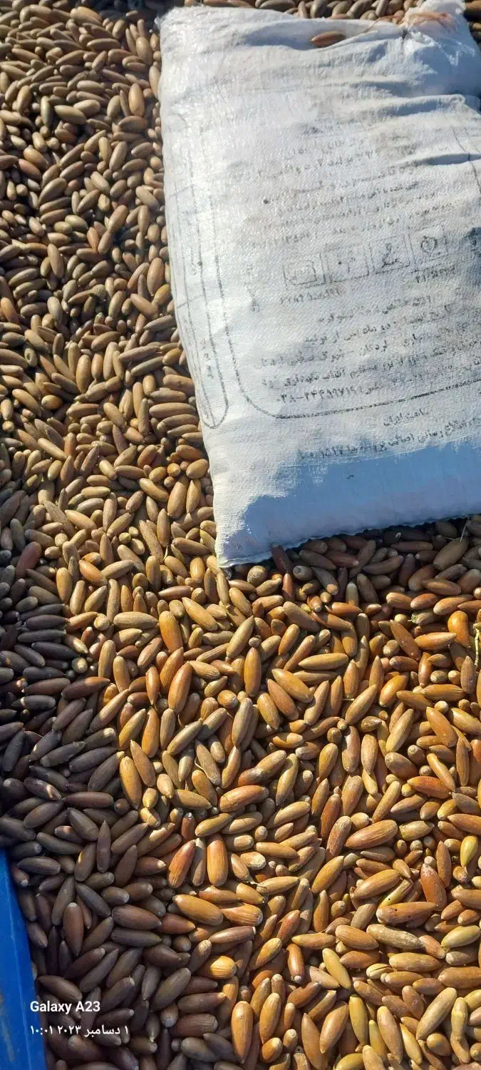 بلوط درجه یک ریز|حیوانات مزرعه|شوشتر, |دیوار