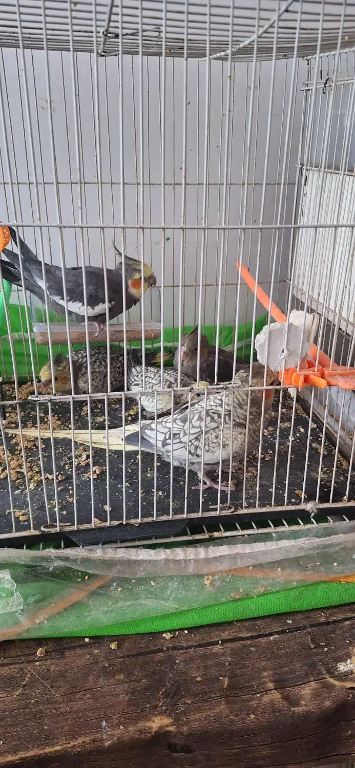 یک جفت عروس هلندی فروشی|پرنده|پائین جام, |دیوار