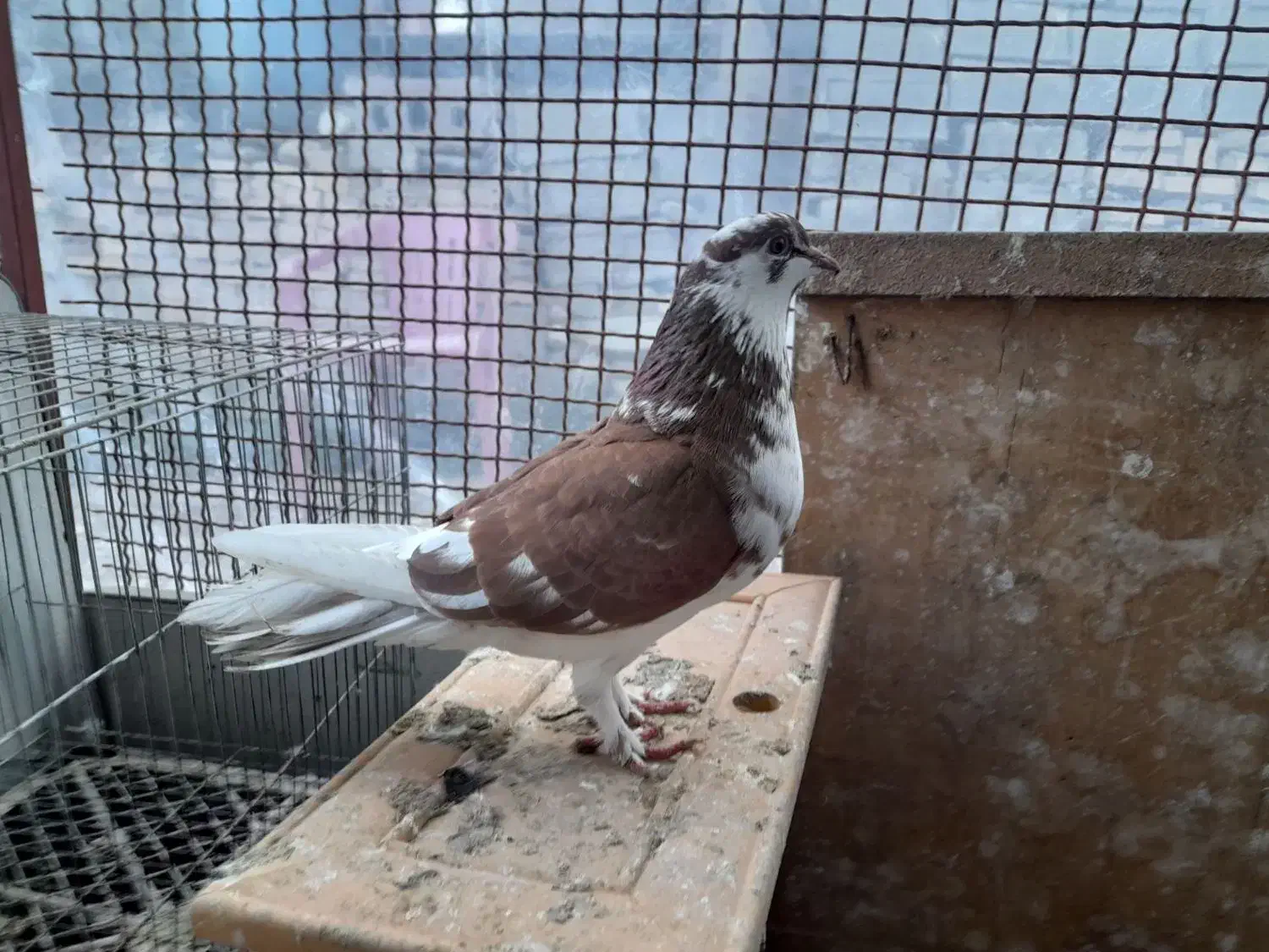 کبوتر|پرنده|آزادشهر, |دیوار