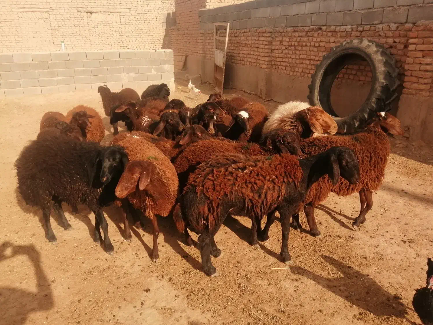 22راس بره ماده افشاری و گله گرد.|حیوانات مزرعه|اسفراین, |دیوار