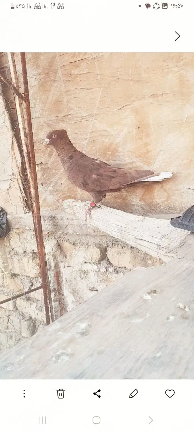 کبوترسرور سرخ دومسفید|پرنده|شیراز, شهرک گلها|دیوار