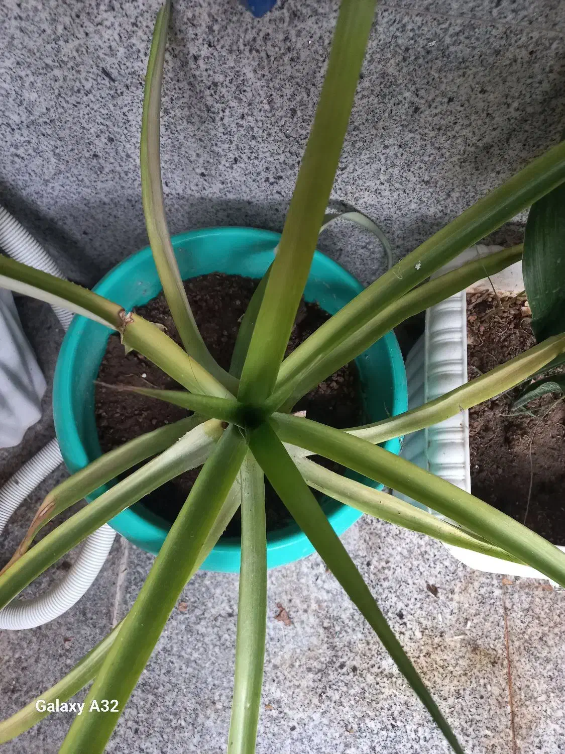 آناناس  دو ساله|گل و گیاه طبیعی|اندیشه, اندیشه فاز ۴|دیوار