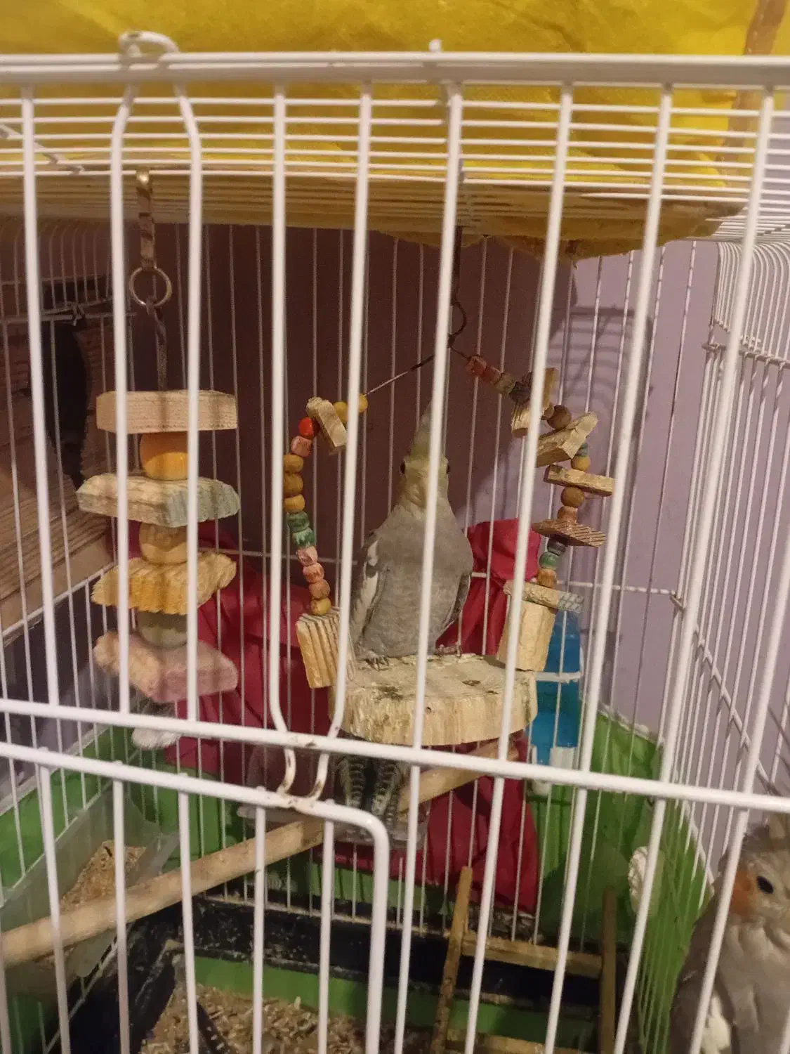 عروس هلندی نر|پرنده|محمدشهر, محمدشهر|دیوار