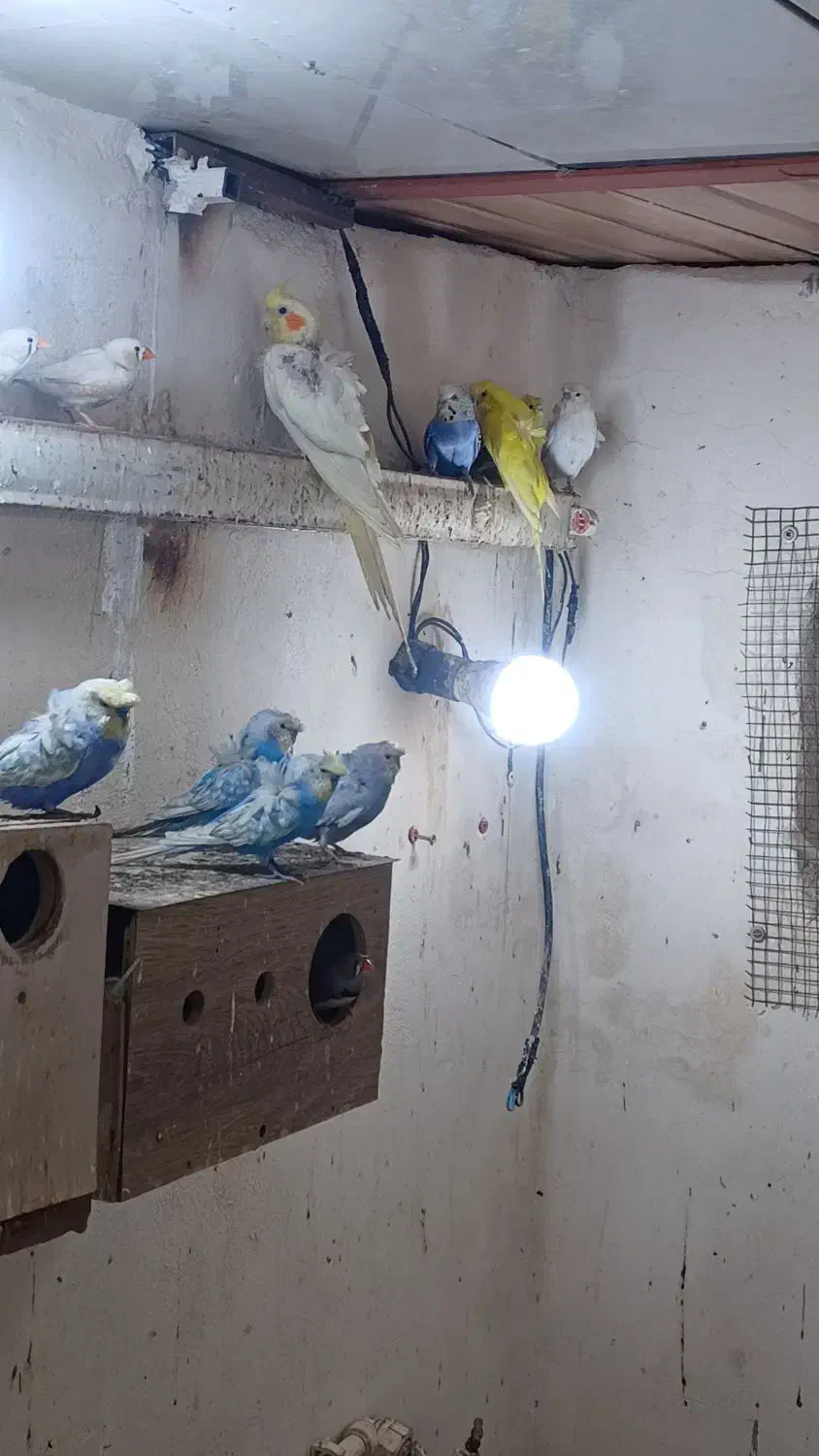 مرغ عشق پروانه ایی|پرنده|بندر امام خمینی, |دیوار