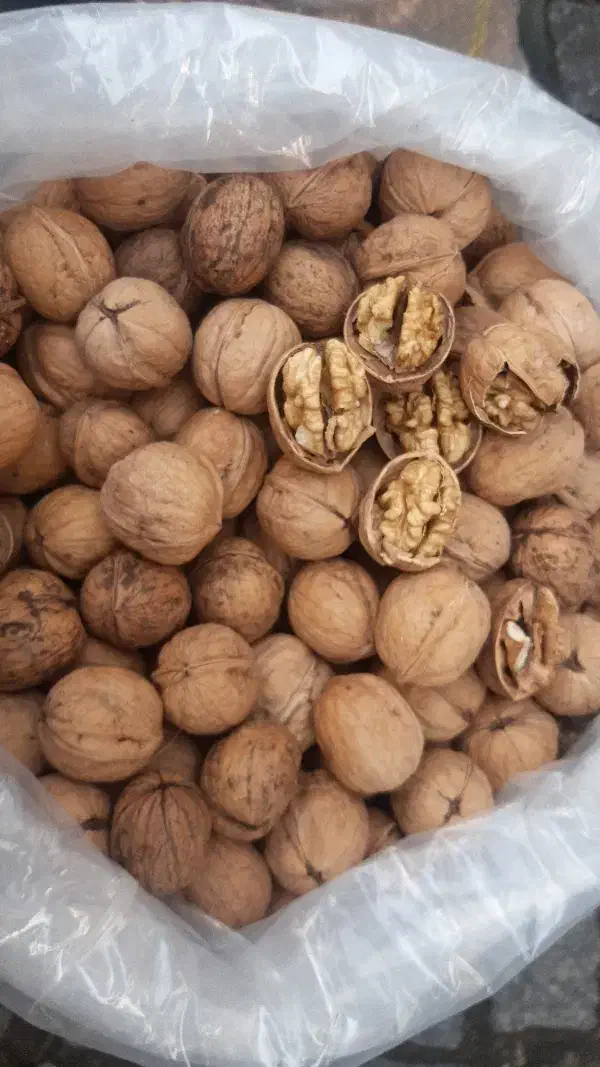 فروش عمده مغزدوپر|خوردنی و آشامیدنی|رشت, یخسازی|دیوار