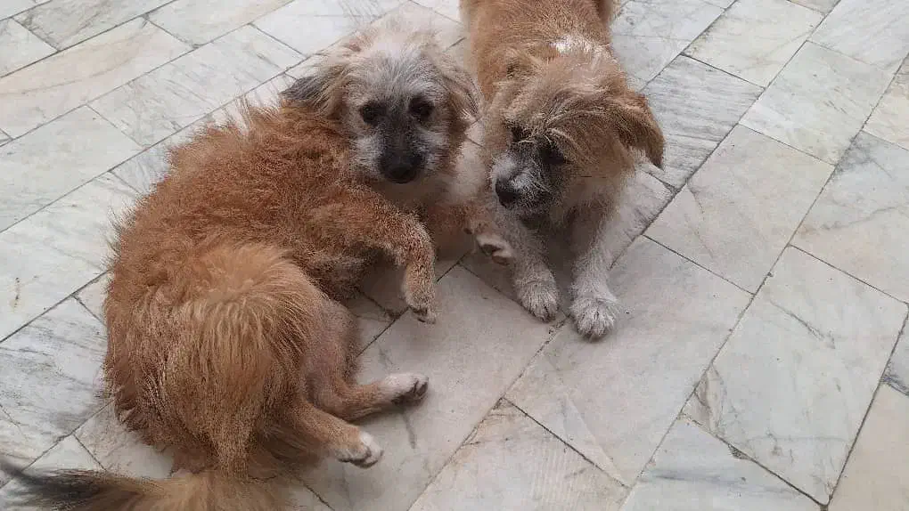 سگ پیدا شده|سگ|نوشهر, |دیوار