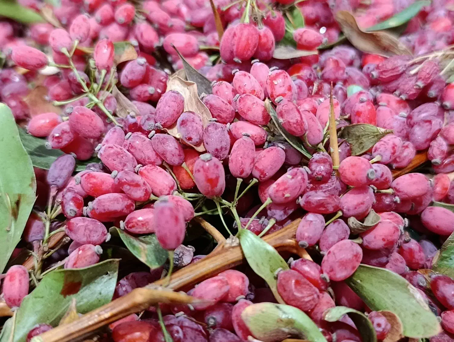زرشک تازه خراسان جنوبی|خوردنی و آشامیدنی|پاکدشت, پاکدشت (مامازند)|دیوار