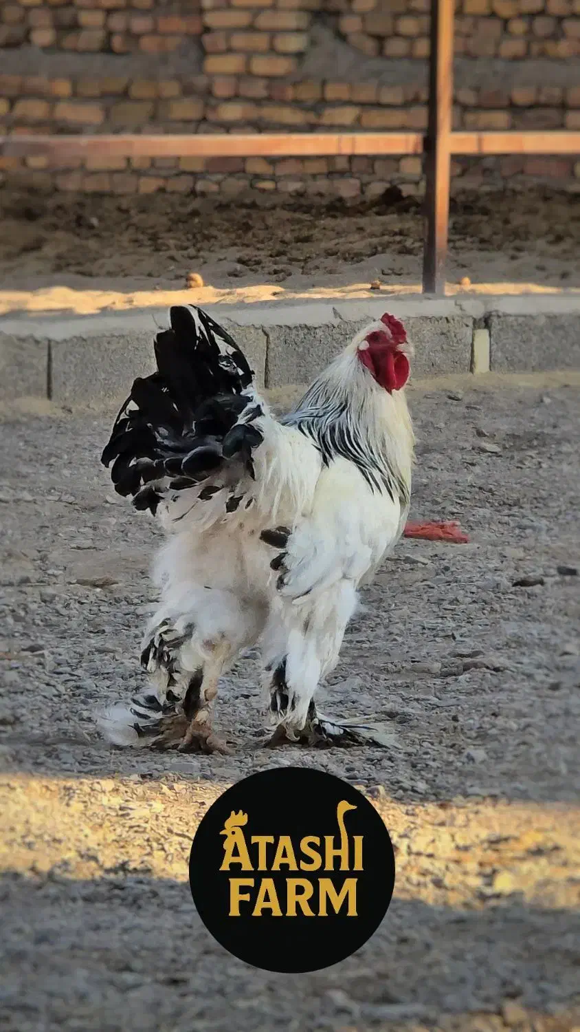 تخم نطفه دار برهما اصیل|حیوانات مزرعه|یزد, |دیوار