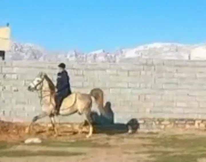 اسب درجه یک|اسب و تجهیزات اسب‌سواری|کرمانشاه, |دیوار