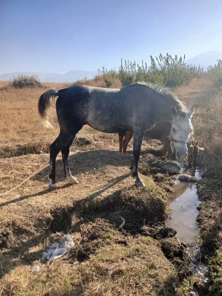 اسب یخته ۶ ساله|اسب و تجهیزات اسب‌سواری|سیلوانه, |دیوار
