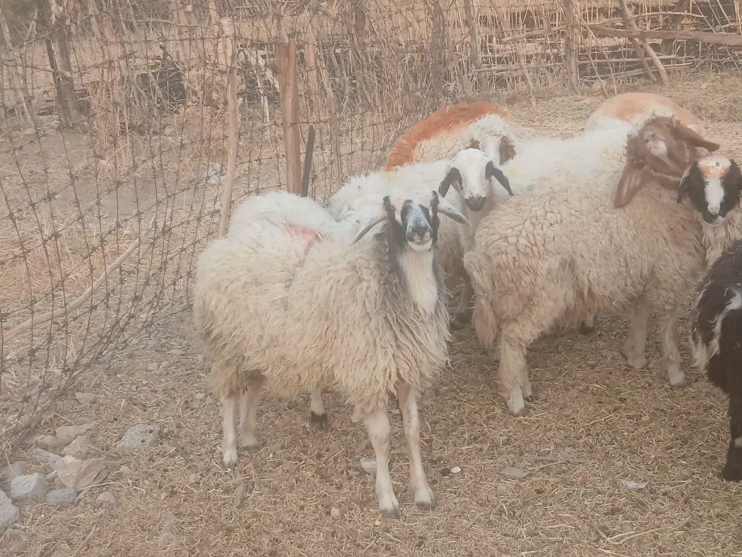 ۱۱ عدد بره جفتی ۵۰کیلو|حیوانات مزرعه|ملکشاهی, |دیوار