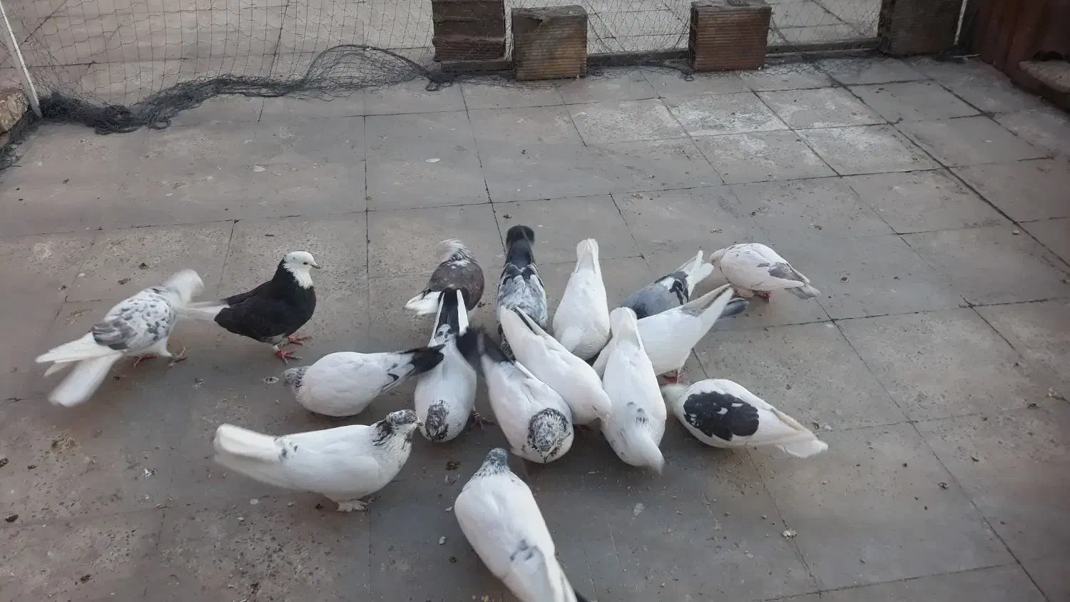 کفتر|پرنده|تهران, گلستان (شهرک راه آهن)|دیوار