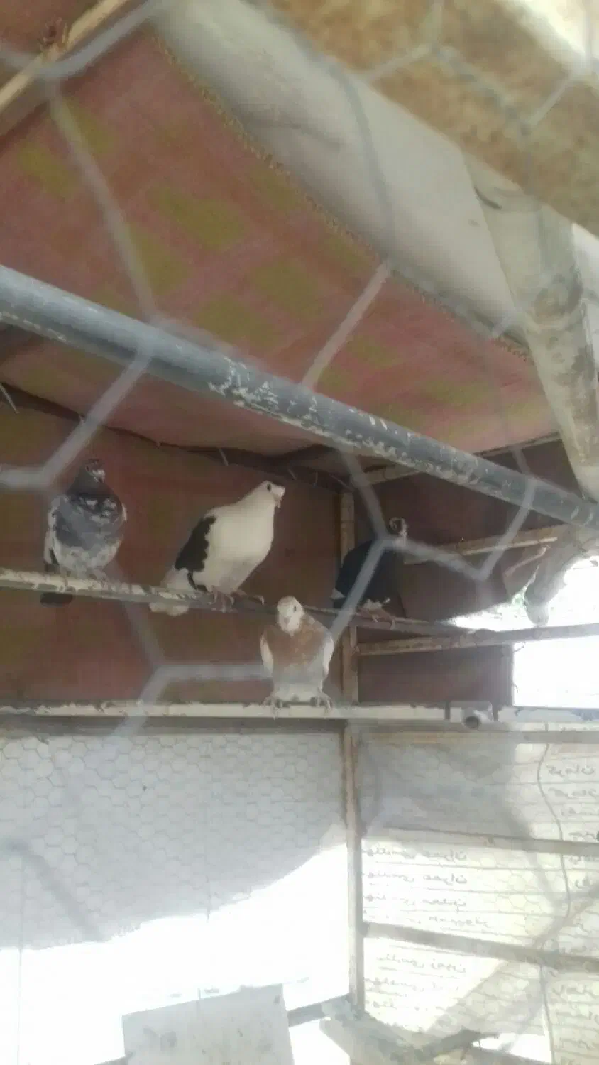 کبوتر|پرنده|کرمان, |دیوار