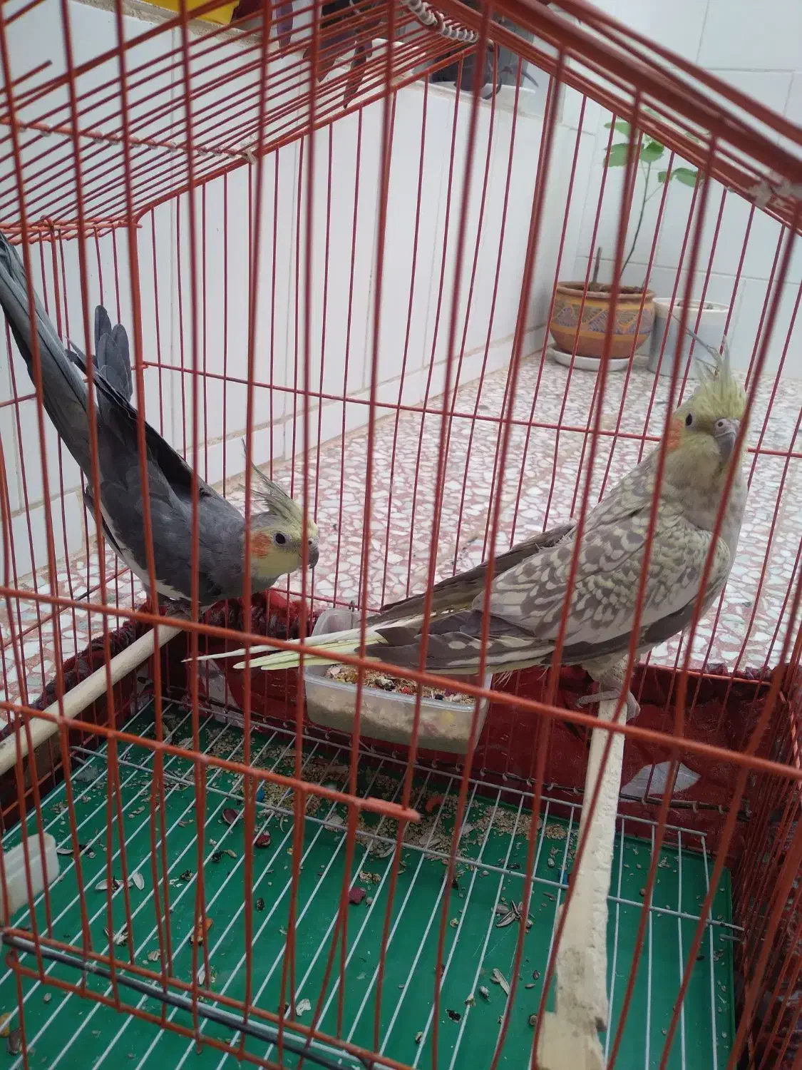 عروس هلندی معاوضه با قناری|پرنده|بروجن, |دیوار