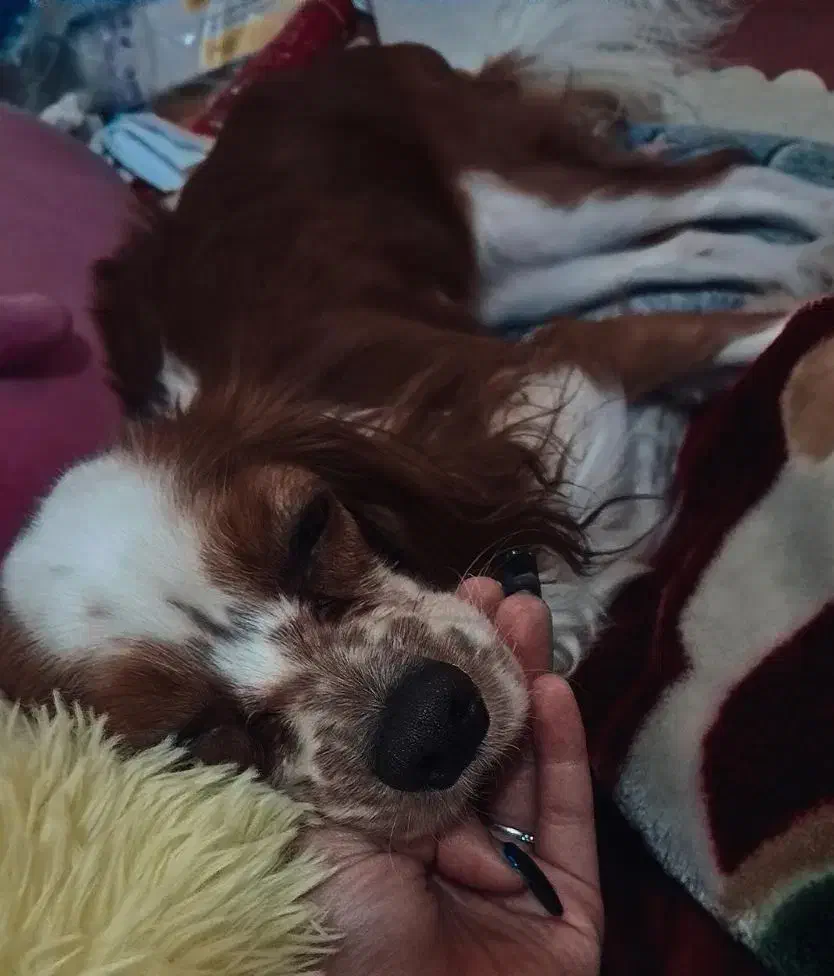 سگ کاوالیر|سگ|تهران, منیریه|دیوار