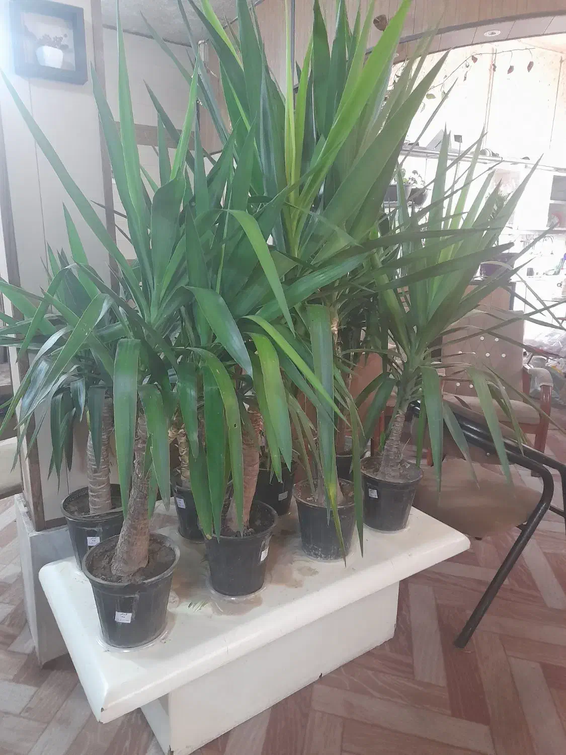 گل طبیعی یوکا|گل و گیاه طبیعی|قم, امامزاده ابراهیم|دیوار