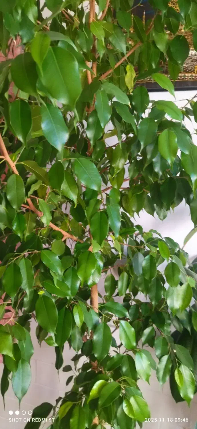 گل و گیاه|گل و گیاه طبیعی|سقز, |دیوار