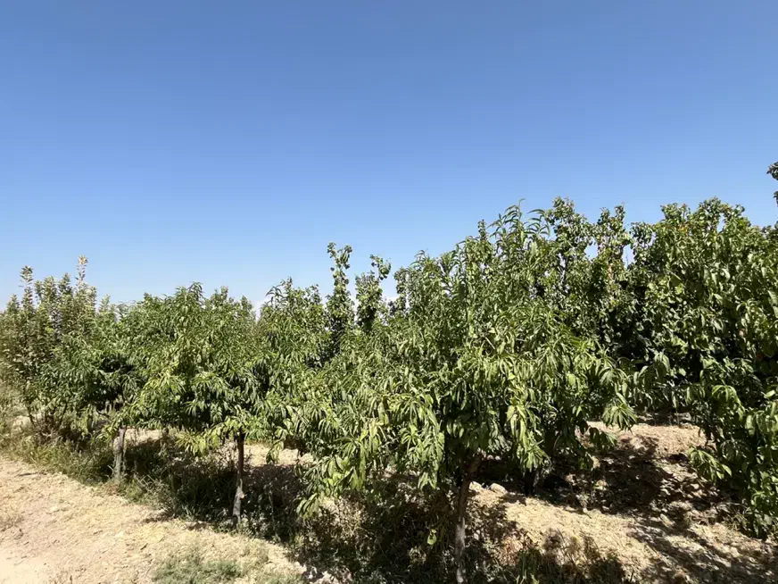 باغچه ۲۱۰۰ متر حصارمهتر دو کله با مجوز گلخانه|فروش زمین و ملک کلنگی|رباطکریم, حصار مهتر|دیوار