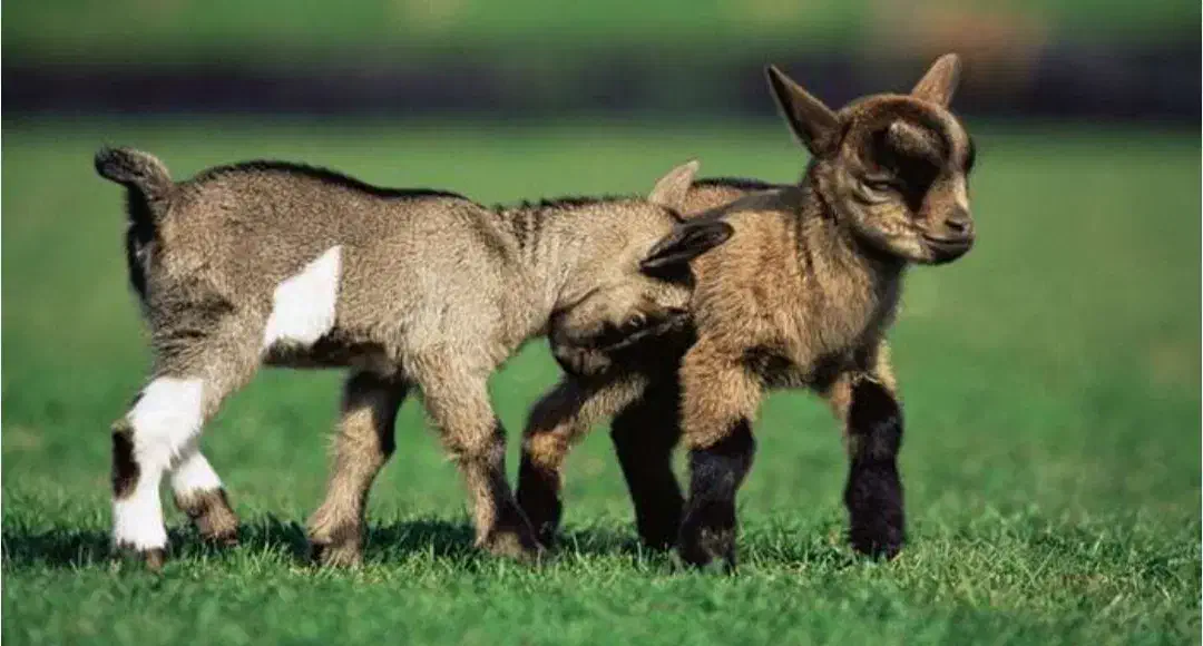 بزغاله|حیوانات مزرعه|اردبیل, |دیوار