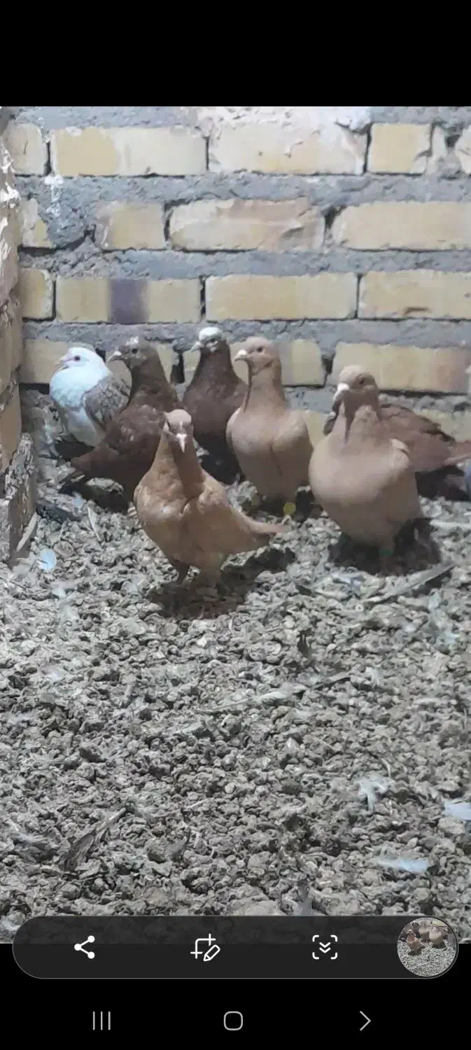 کفتر|پرنده|تایباد, |دیوار