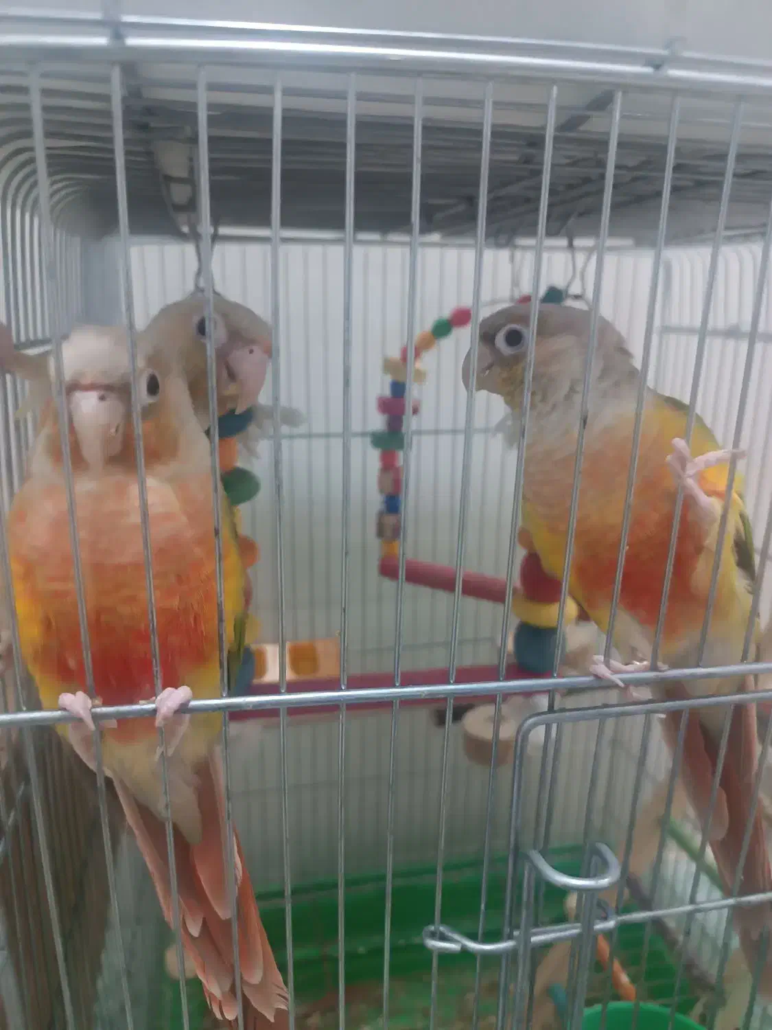 جفت گرینچیک آناناسی...|پرنده|طبس, |دیوار