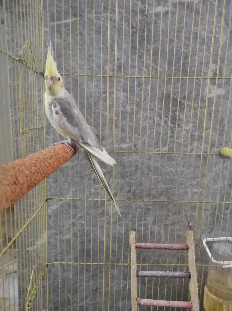 عروس. هلندی نر نطفه دار به شرط|پرنده|بندرعباس, |دیوار