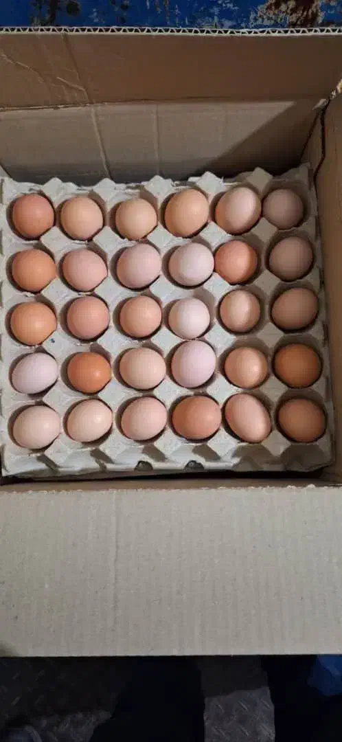 تخم مرغ محلی گلپا .ارسال از انبار قم|خوردنی و آشامیدنی|تهران, یافت‌آباد|دیوار