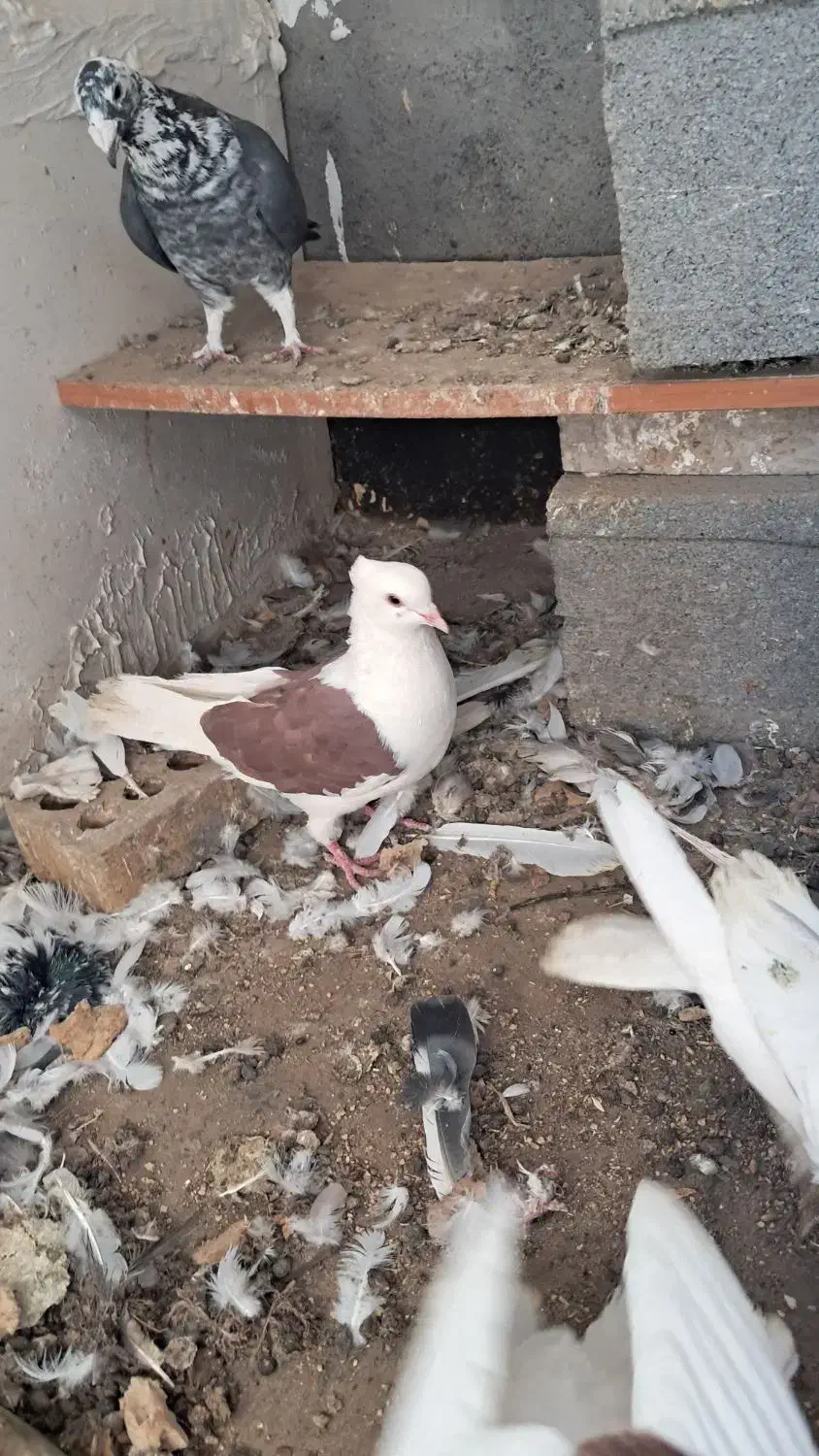 کفتر ساربزک پشتی ماده|پرنده|مشهد, امیرآباد|دیوار