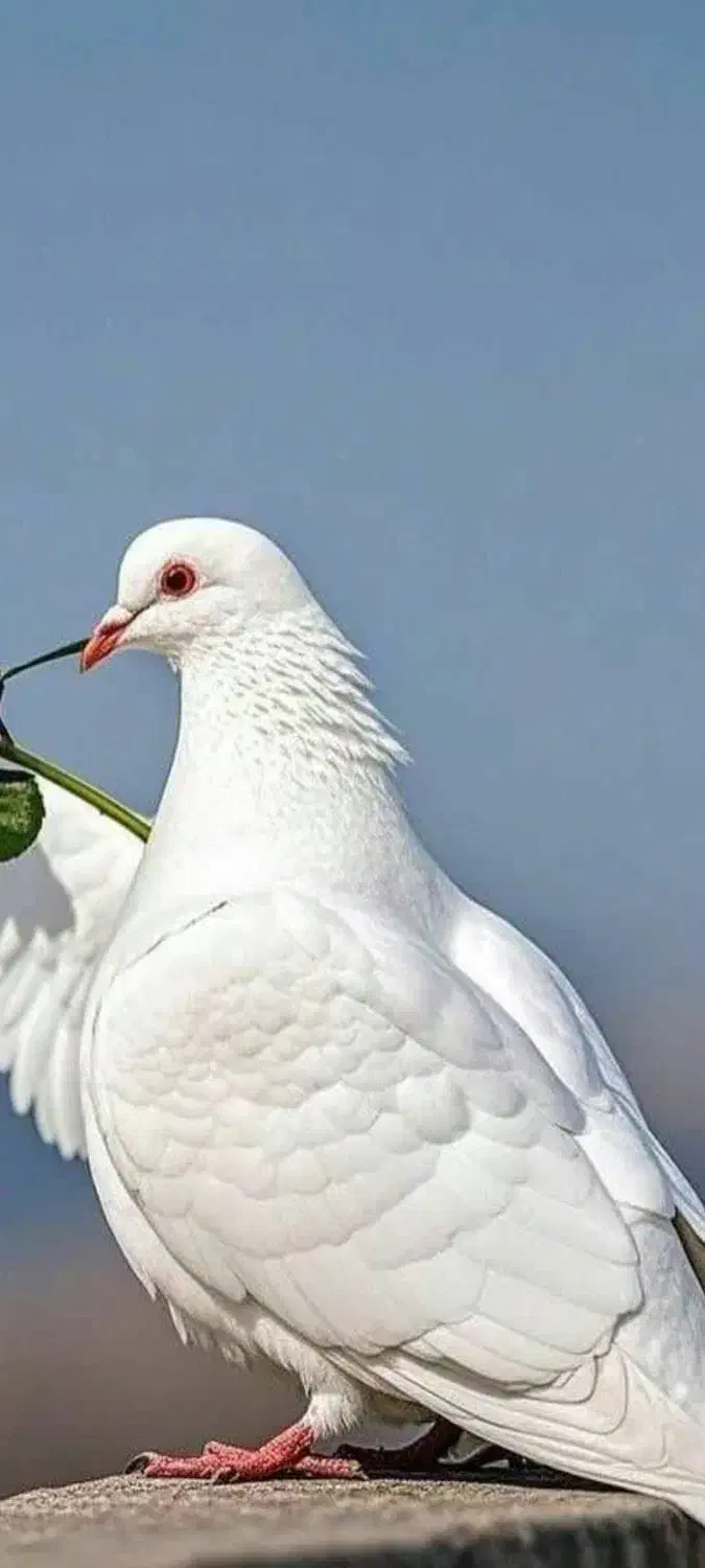 فیش حج تمتع|تور و چارتر|مرودشت, تامین اجتماعی|دیوار