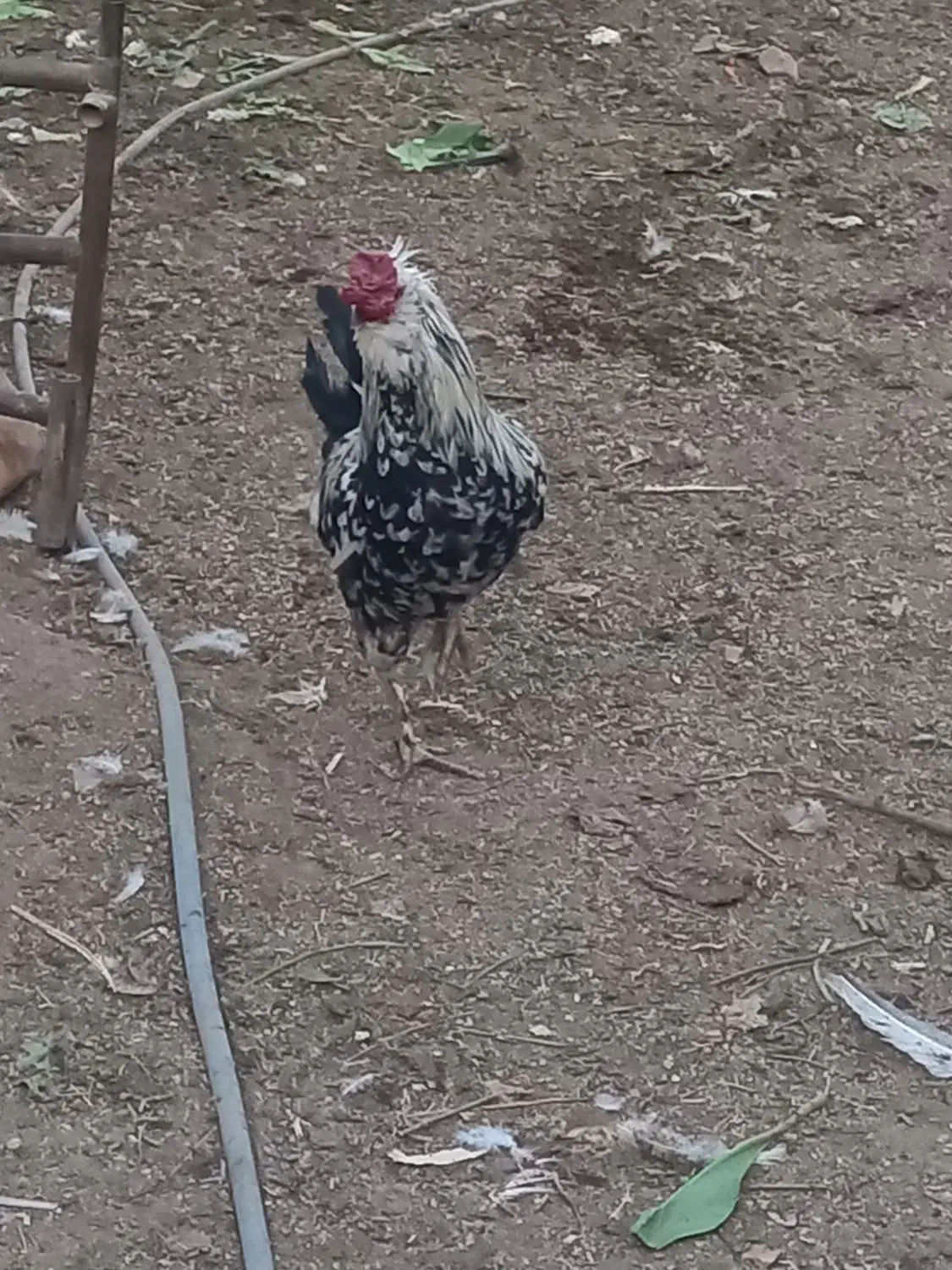 خروس گلین|حیوانات مزرعه|شیراز, کیان آباد|دیوار