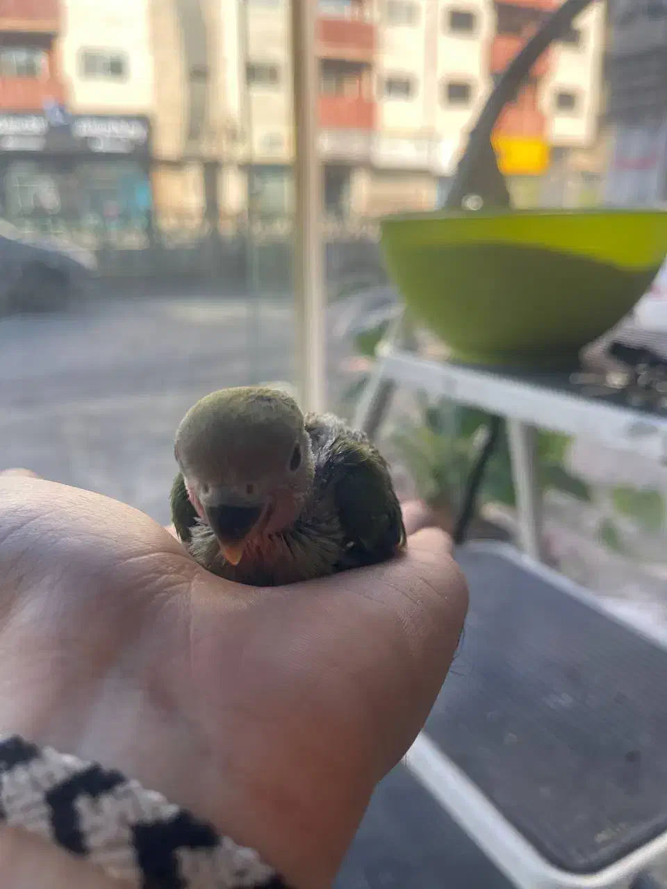 طوطی برزیلی|پرنده|محمودآباد, |دیوار