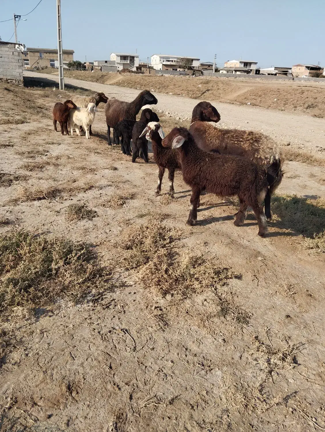 ۳راس گوسفنددوقلو|حیوانات مزرعه|سیمین شهر, |دیوار