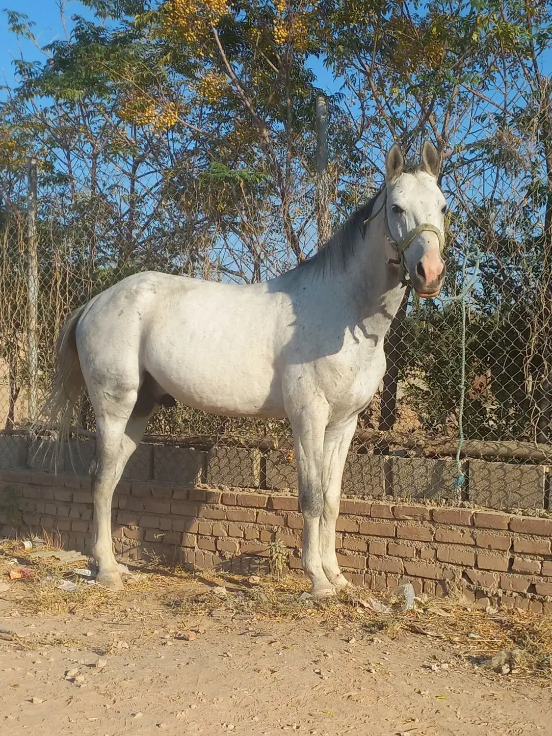 اسب نریان ترکمن|اسب و تجهیزات اسبسواری|کهریزک, |دیوار