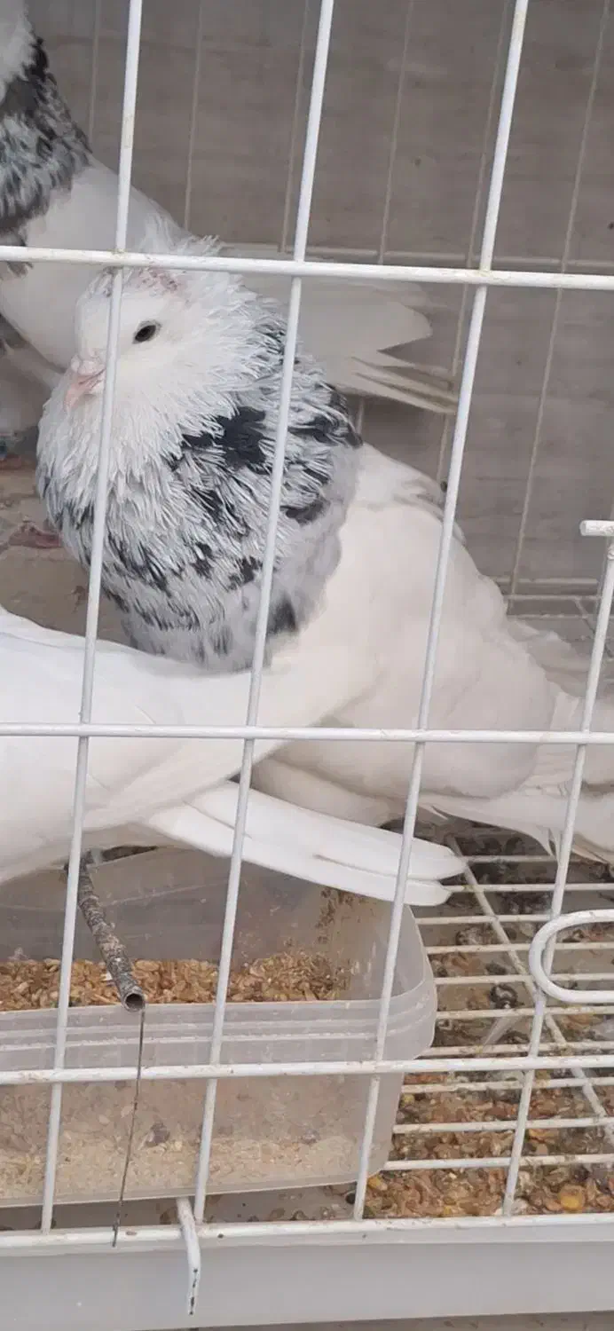 طوقی گمشده|حیوانات|اهواز, رسالت|دیوار