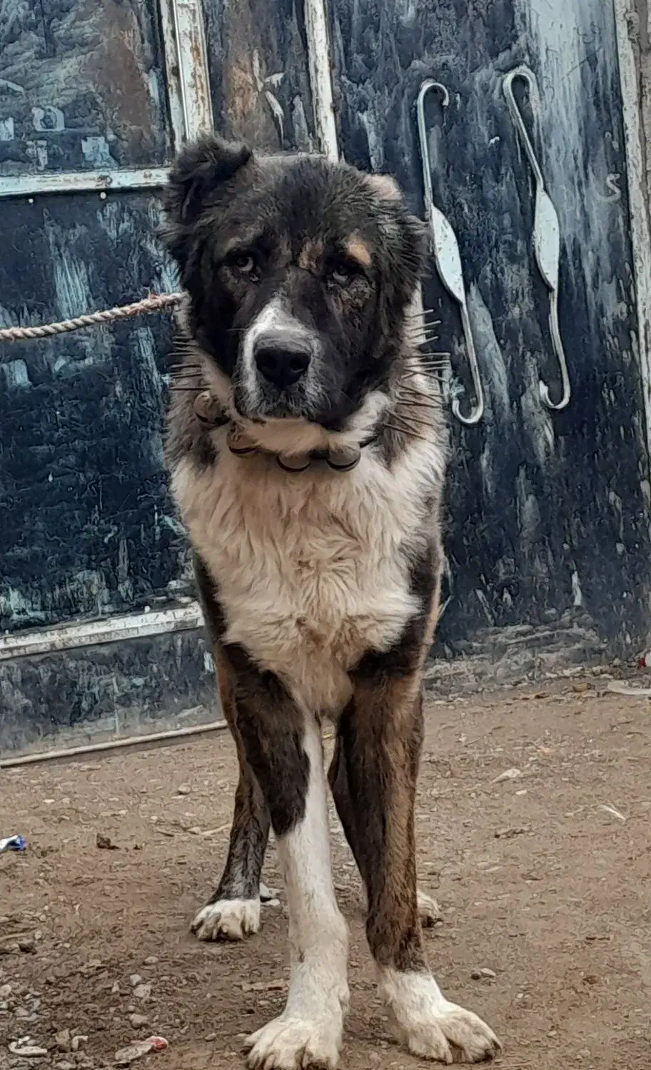 سگ گله|سگ|فریمان, |دیوار