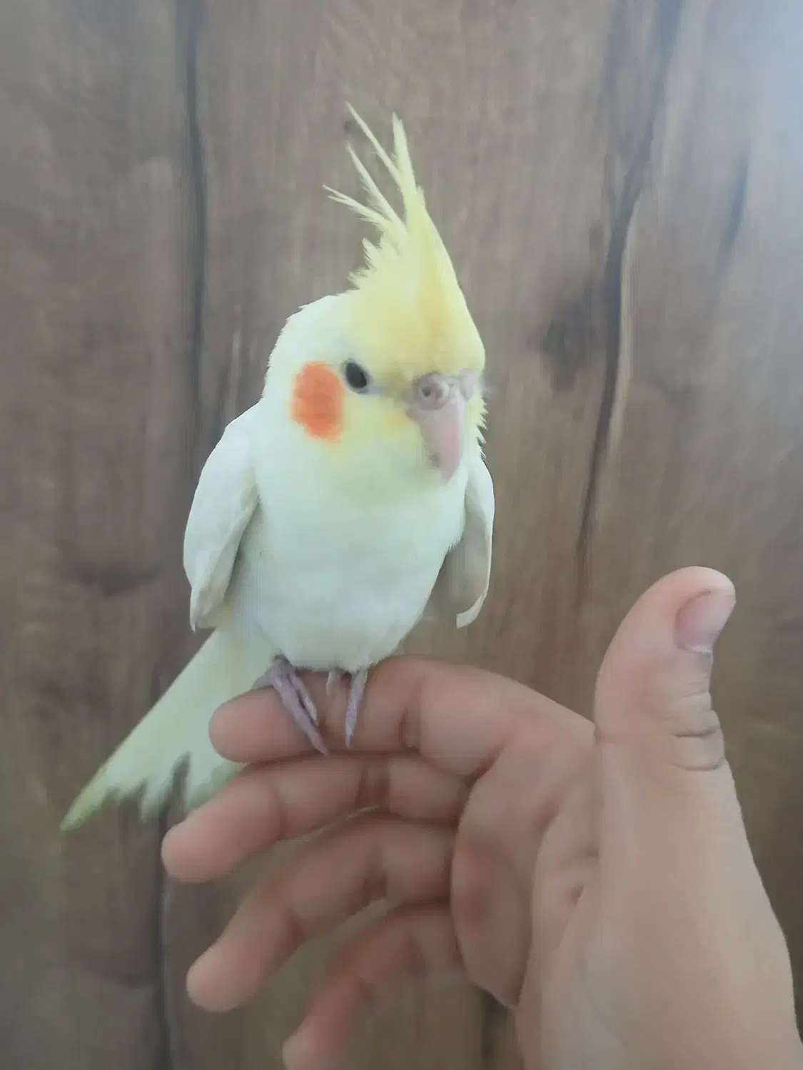 عروس هلندی دستی|پرنده|آذرشهر, |دیوار