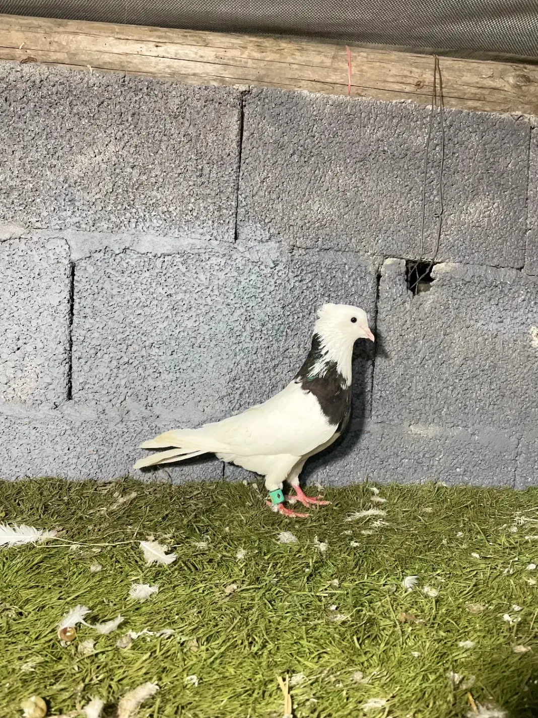 کبوتر طوقی کرمانشاهی نر|پرنده|صومعه‌سرا, |دیوار