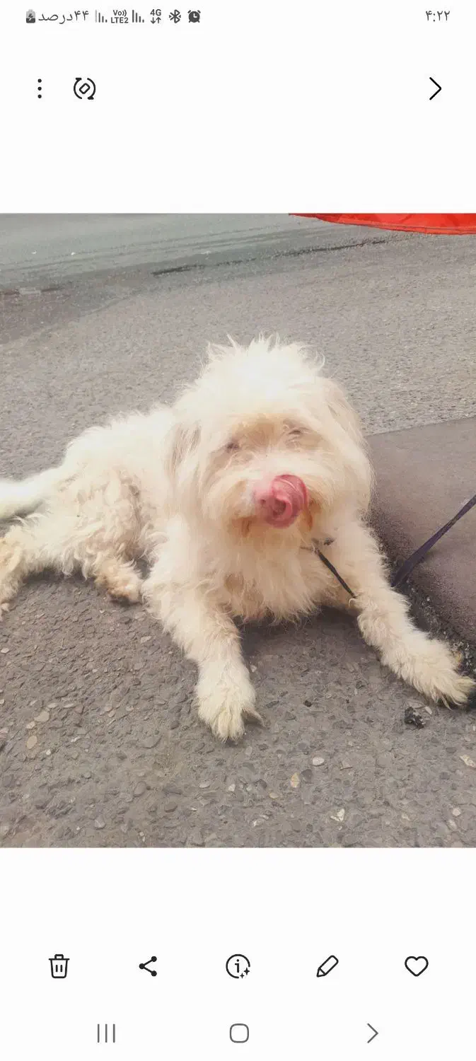 سگ ترییر اصل|سگ|آمل, |دیوار