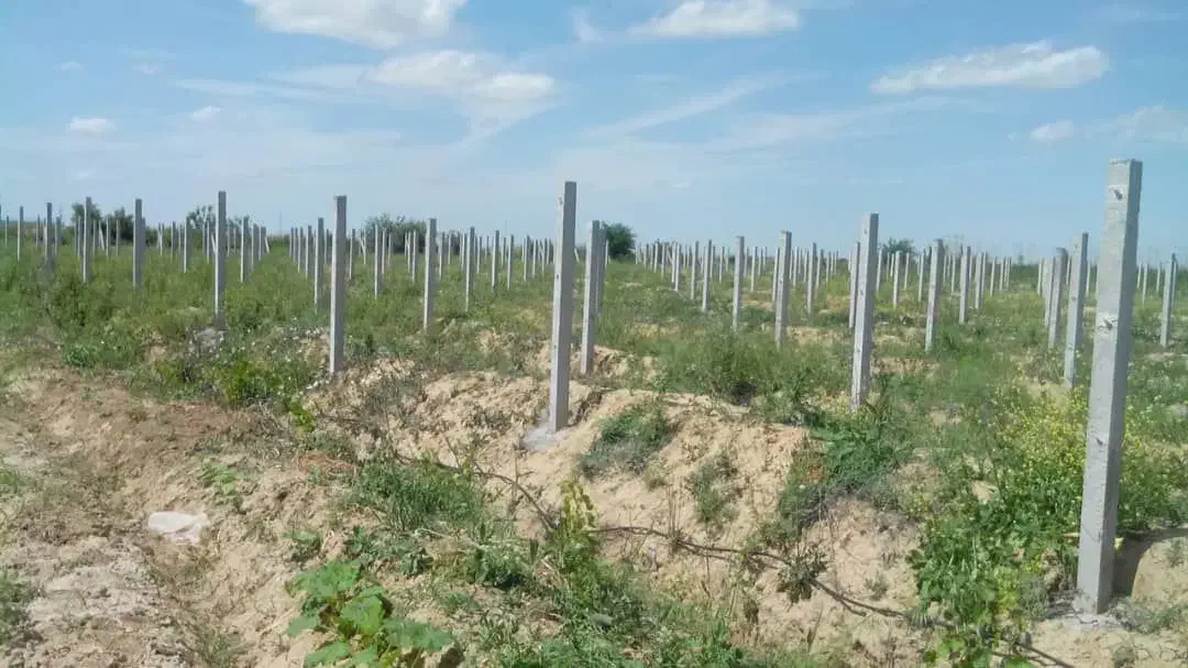 تولید پایه های بتنی فنس و داربست انگور|مصالح و تجهیزات ساختمان|درگز, |دیوار