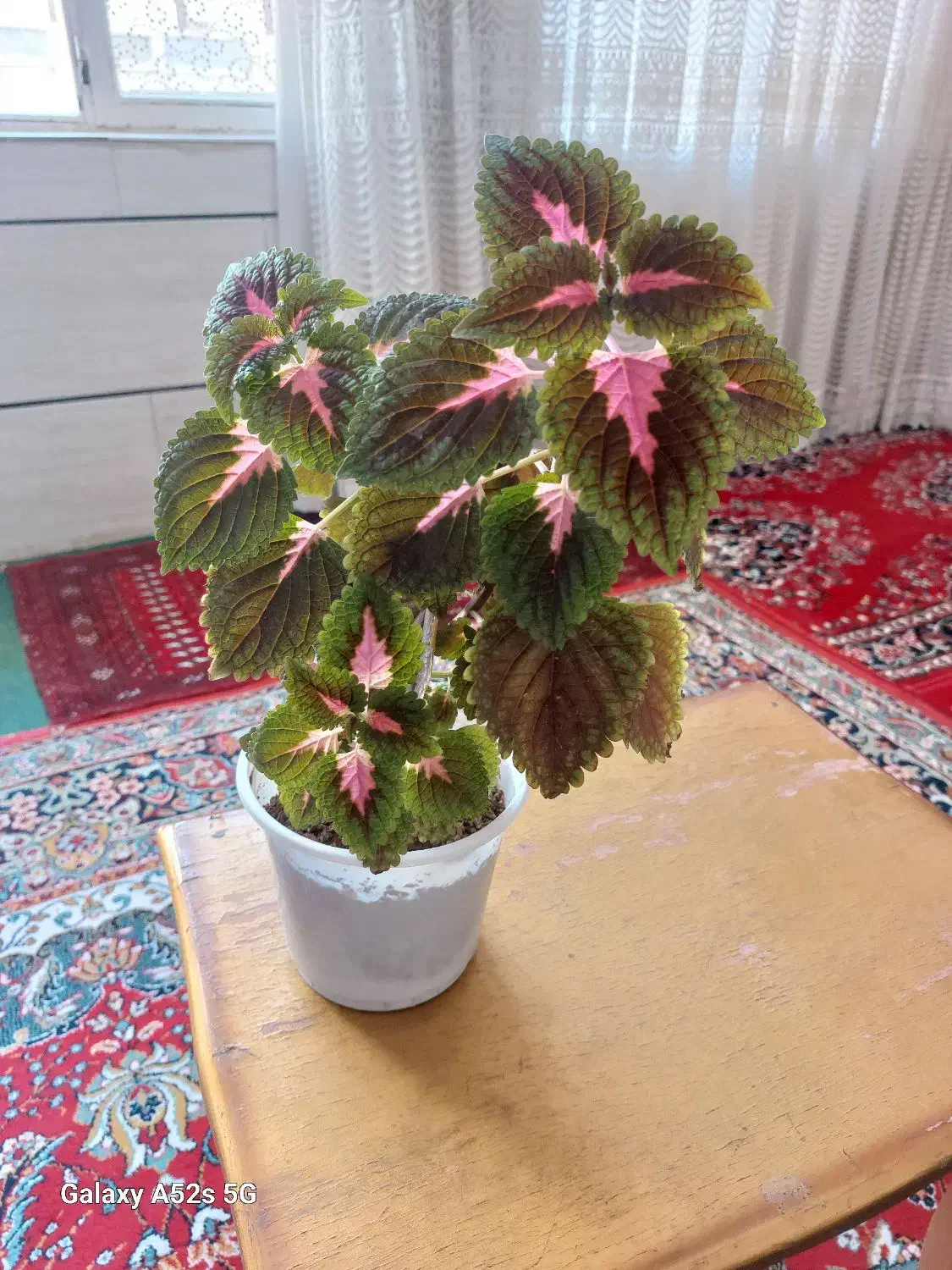 گل طبیعی خانگی|گل و گیاه طبیعی|الوند, |دیوار