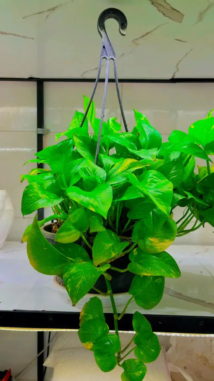 پتوس|گل و گیاه طبیعی|قم, محمد آباد|دیوار