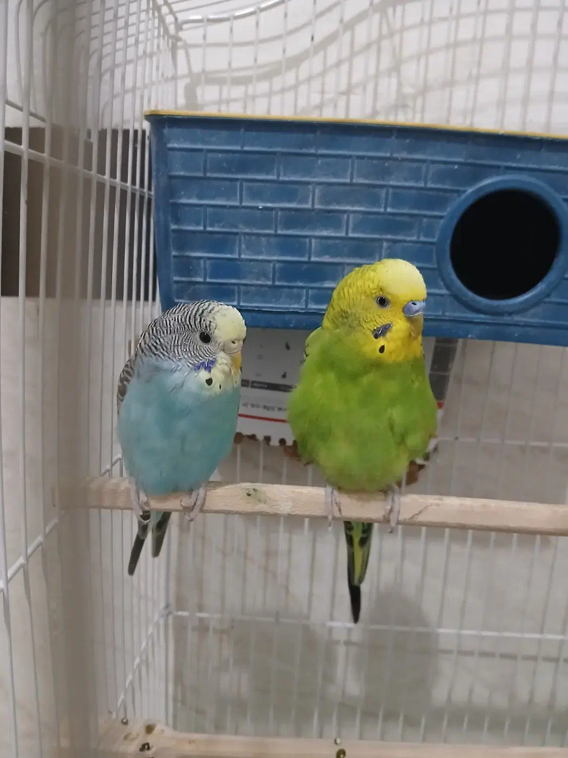 مرغ عشق مولد دست باز|پرنده|مریوان, |دیوار