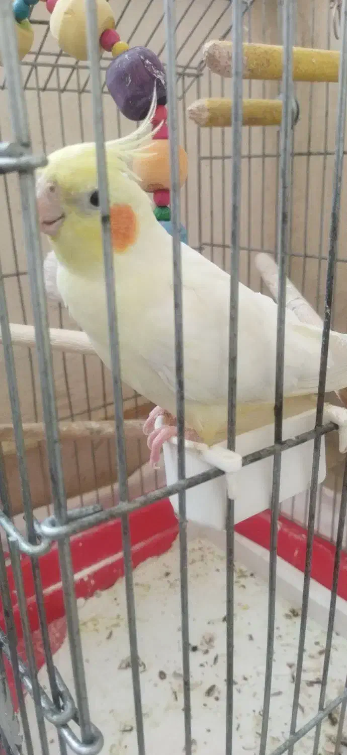 عروس هلندی|پرنده|رباط‌کریم, مسکن مهر آبشناسان|دیوار